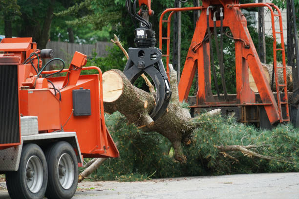 Best Firewood Processing and Delivery  in Matamoras, PA